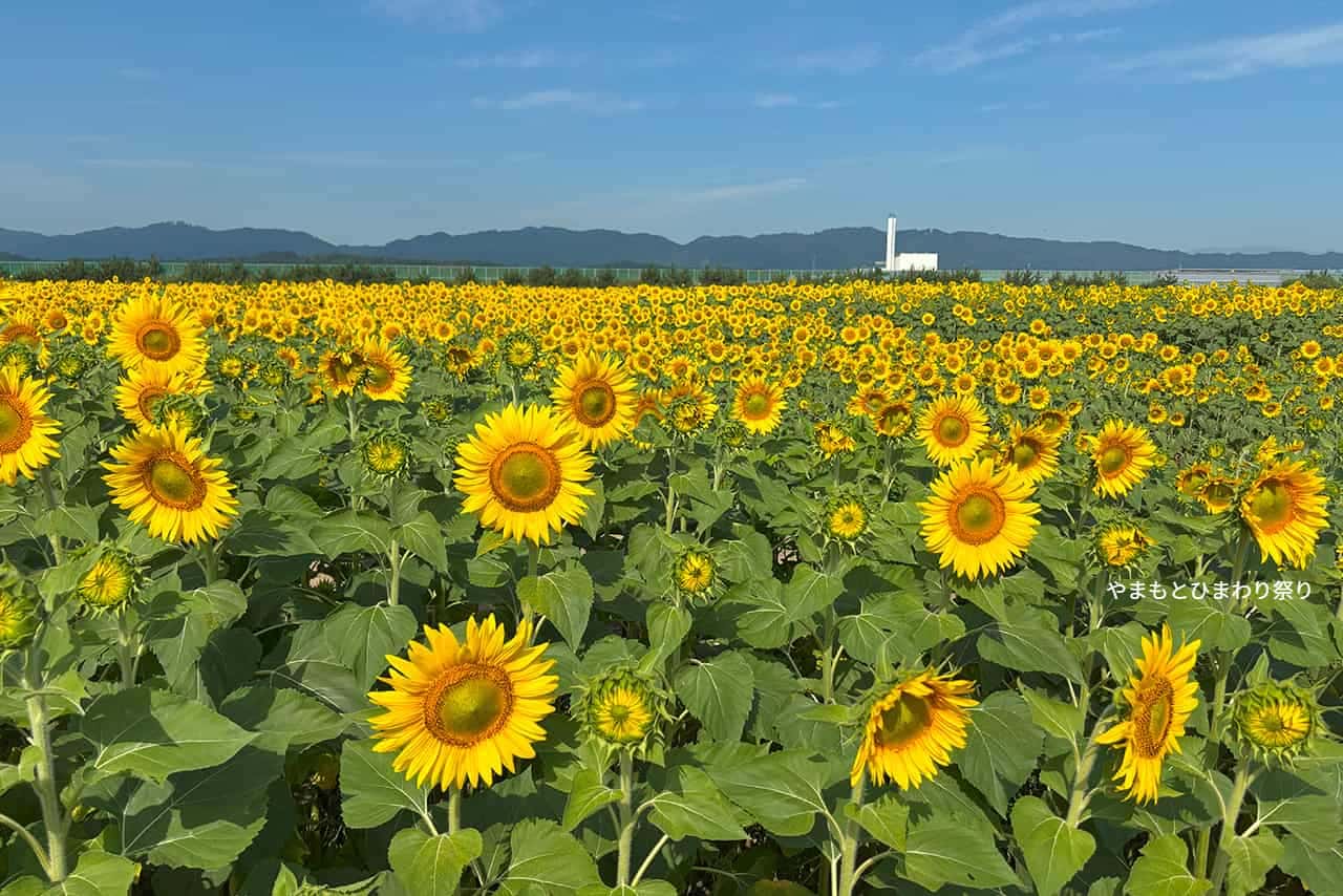 山元町のひまわり畑