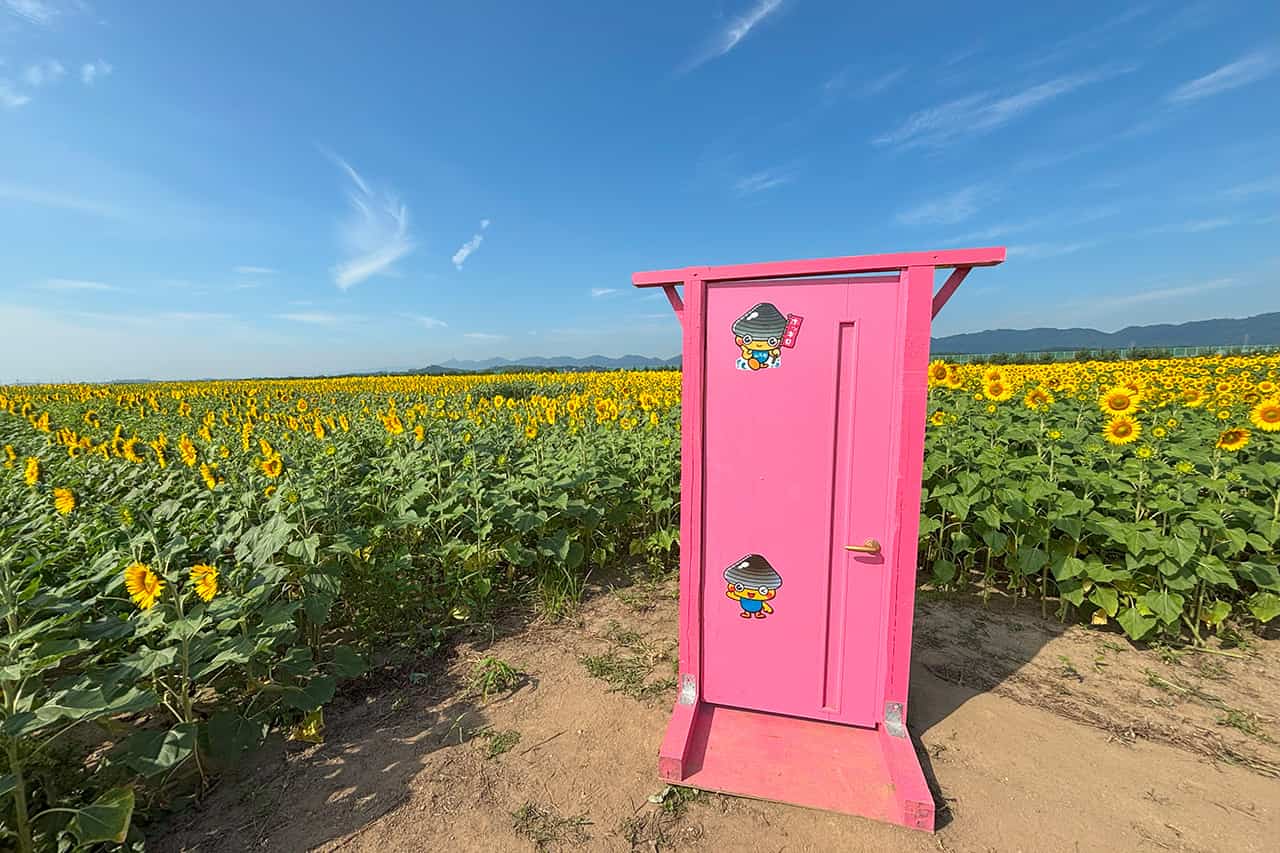 ひまわり畑の中にあるピンク色の扉