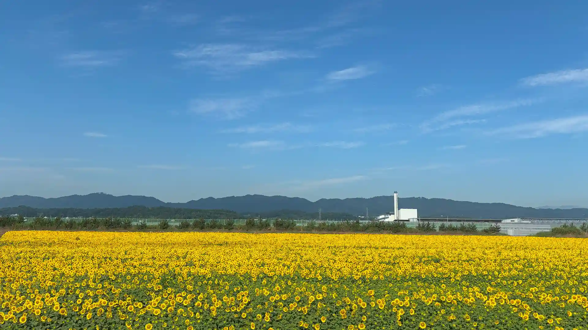 晴れた日のひまわり畑